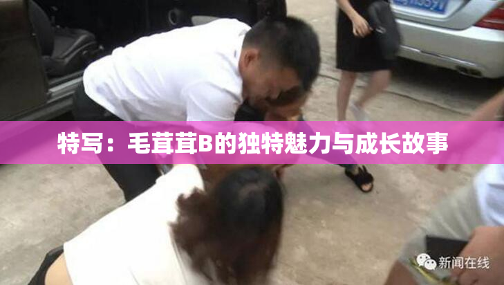 特写：毛茸茸B的独特魅力与成长故事