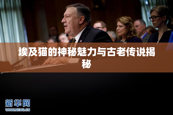 埃及猫的神秘魅力与古老传说揭秘