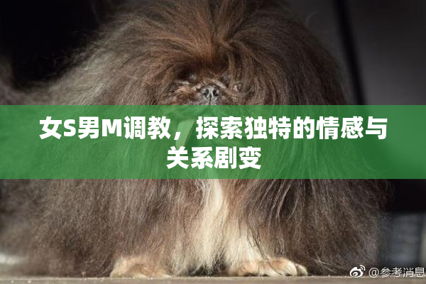 女S男M调教，探索独特的情感与关系剧变