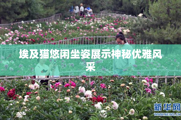 埃及猫悠闲坐姿展示神秘优雅风采