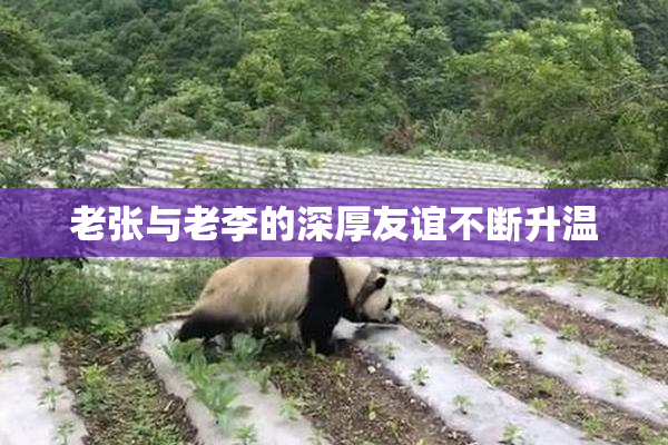 老张与老李的深厚友谊不断升温
