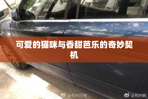 可爱的猫咪与香甜芭乐的奇妙契机