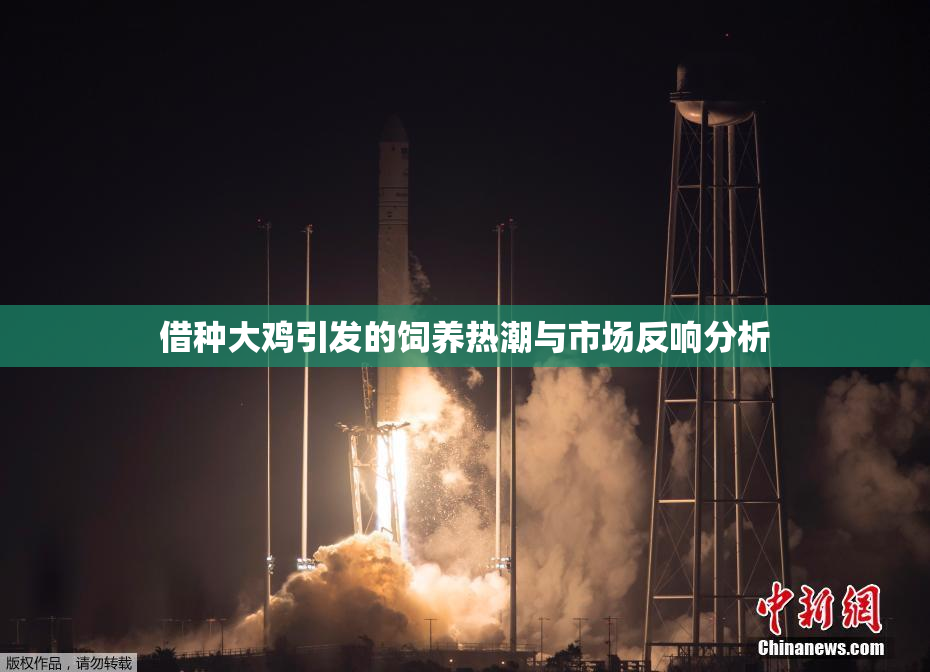 借种大鸡引发的饲养热潮与市场反响分析