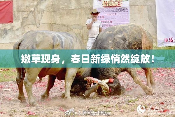 嫩草现身，春日新绿悄然绽放！