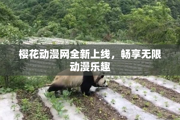 樱花动漫网全新上线，畅享无限动漫乐趣