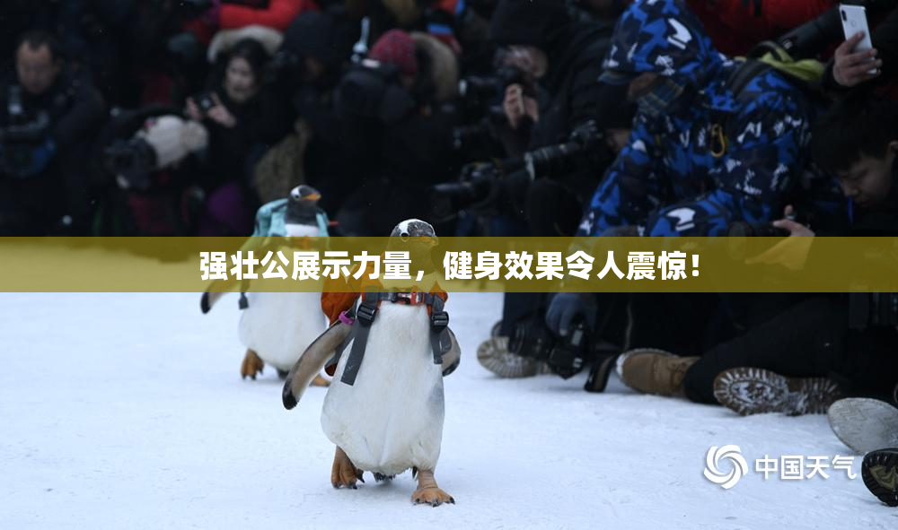 强壮公展示力量，健身效果令人震惊！