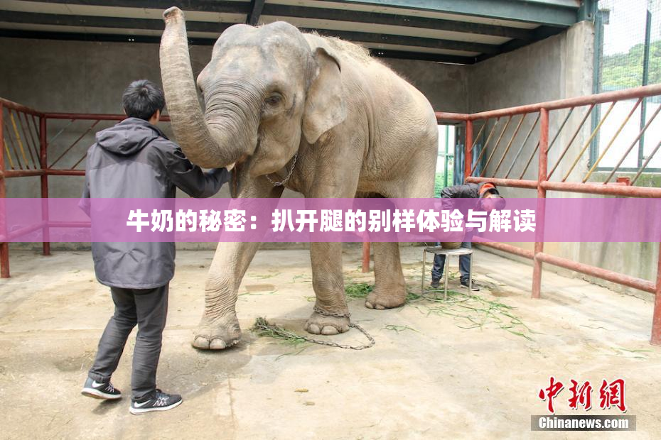 牛奶的秘密：扒开腿的别样体验与解读