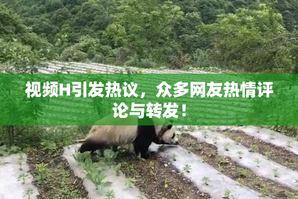 视频H引发热议，众多网友热情评论与转发！