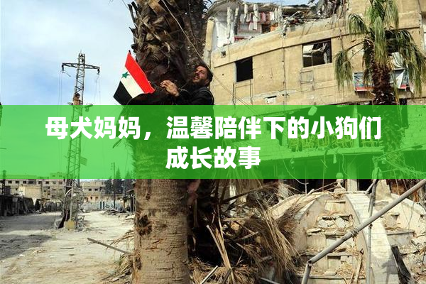 母犬妈妈，温馨陪伴下的小狗们成长故事