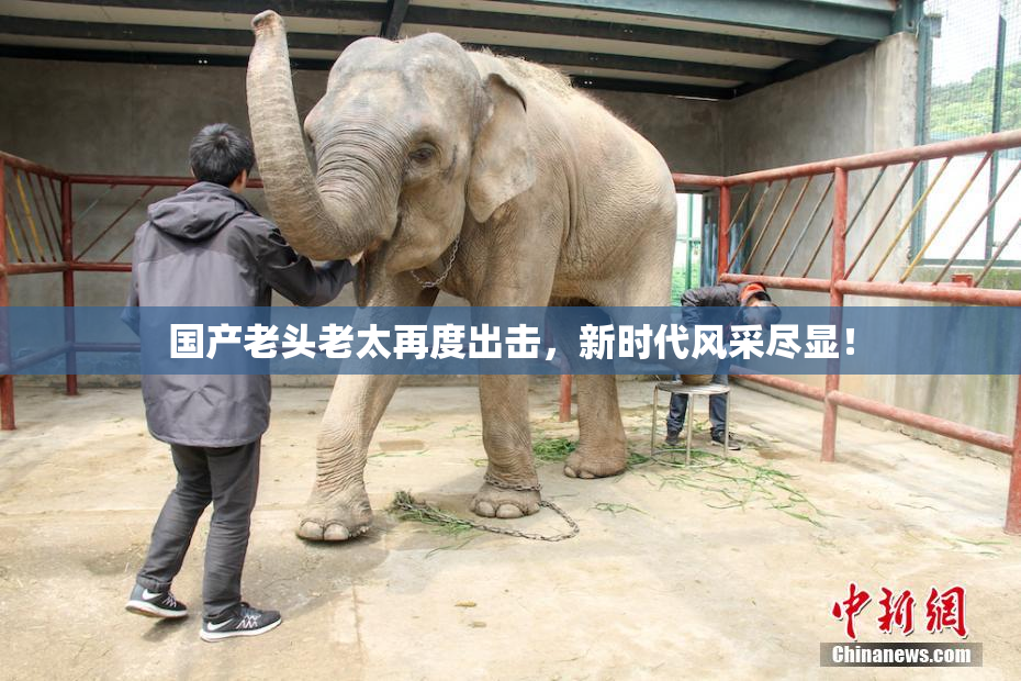 国产老头老太再度出击，新时代风采尽显！