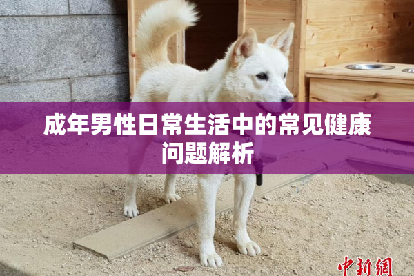 成年男性日常生活中的常见健康问题解析