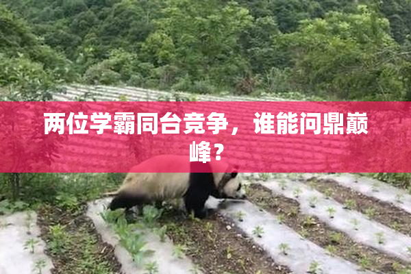 两位学霸同台竞争，谁能问鼎巅峰？