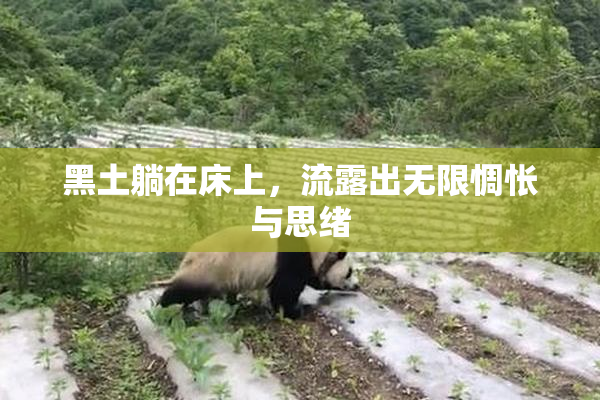黑土躺在床上，流露出无限惆怅与思绪