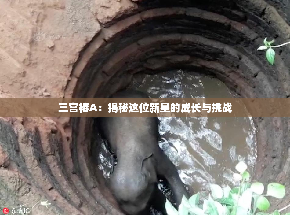三宫椿A：揭秘这位新星的成长与挑战