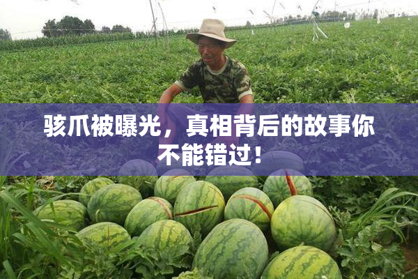骇爪被曝光，真相背后的故事你不能错过！