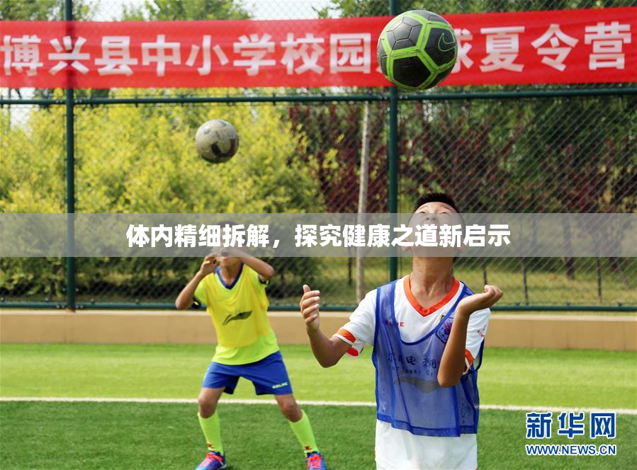 体内精细拆解，探究健康之道新启示