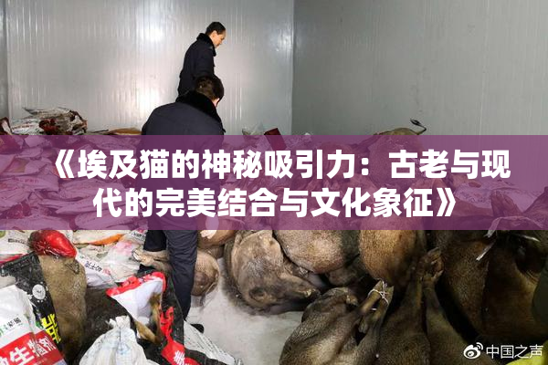 《埃及猫的神秘吸引力：古老与现代的完美结合与文化象征》