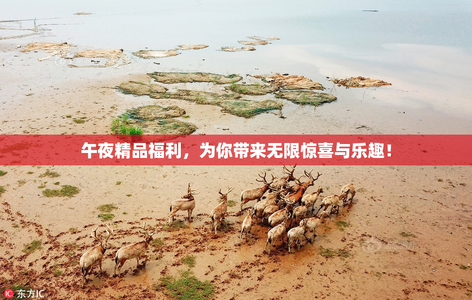 午夜精品福利，为你带来无限惊喜与乐趣！