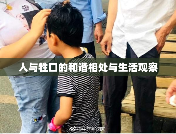 人与牲口的和谐相处与生活观察