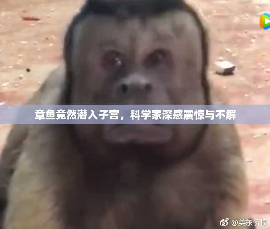 章鱼竟然潜入子宫，科学家深感震惊与不解