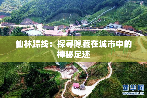 仙林踪线：探寻隐藏在城市中的神秘足迹