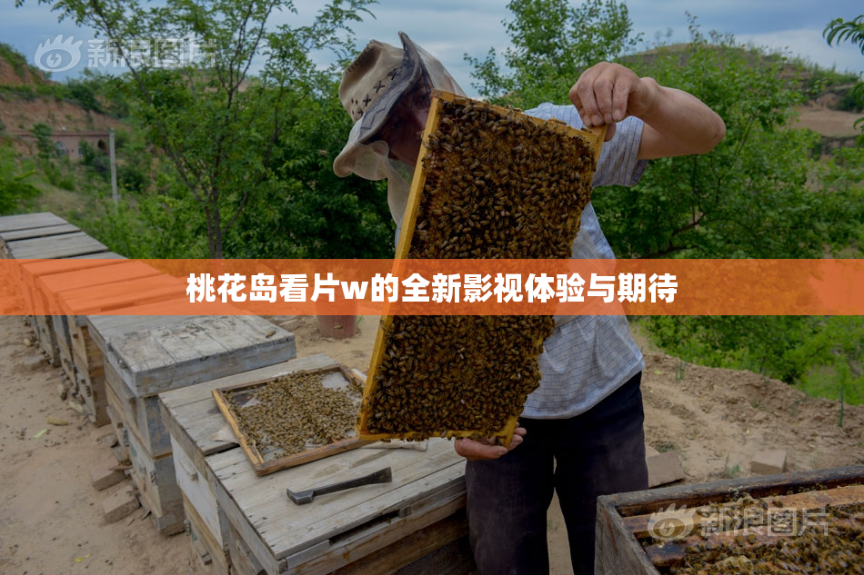 桃花岛看片w的全新影视体验与期待