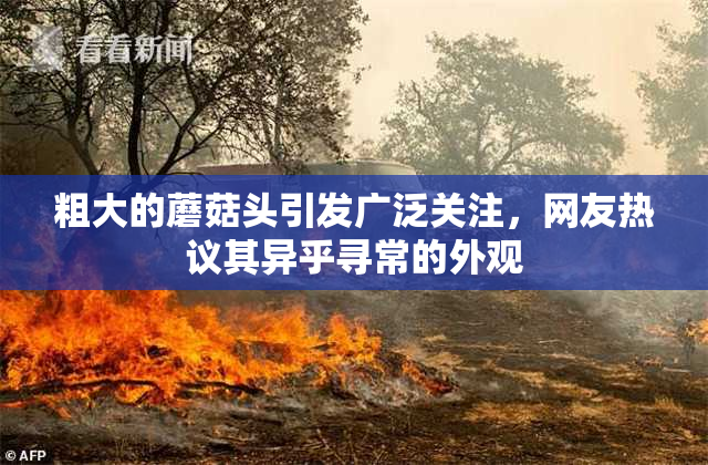 粗大的蘑菇头引发广泛关注，网友热议其异乎寻常的外观