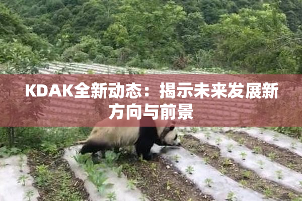 KDAK全新动态：揭示未来发展新方向与前景