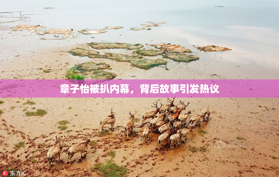 章子怡被扒内幕，背后故事引发热议
