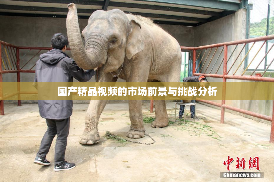 国产精品视频的市场前景与挑战分析