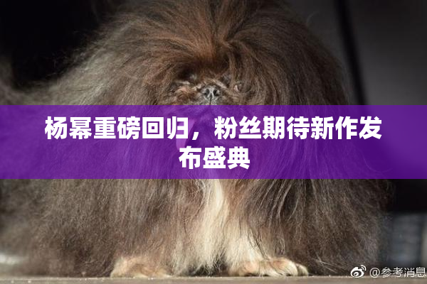 杨幂重磅回归，粉丝期待新作发布盛典
