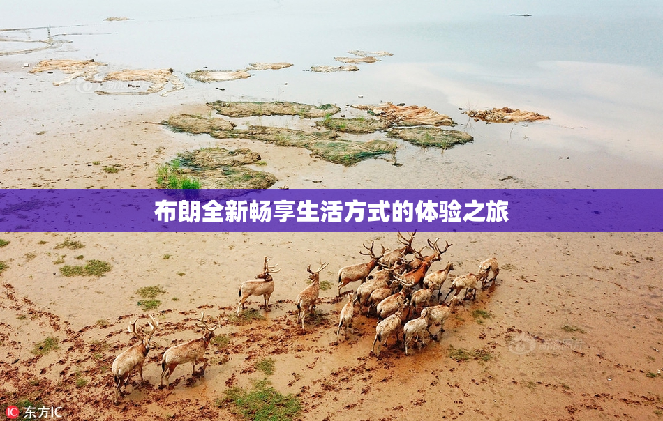 布朗全新畅享生活方式的体验之旅
