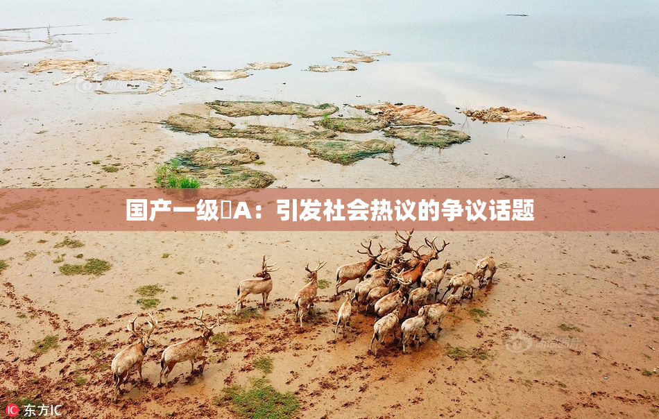 国产一级婬A：引发社会热议的争议话题