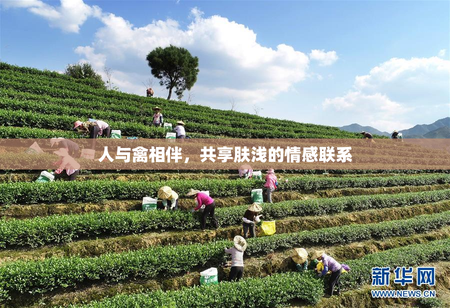 人与禽相伴，共享肤浅的情感联系