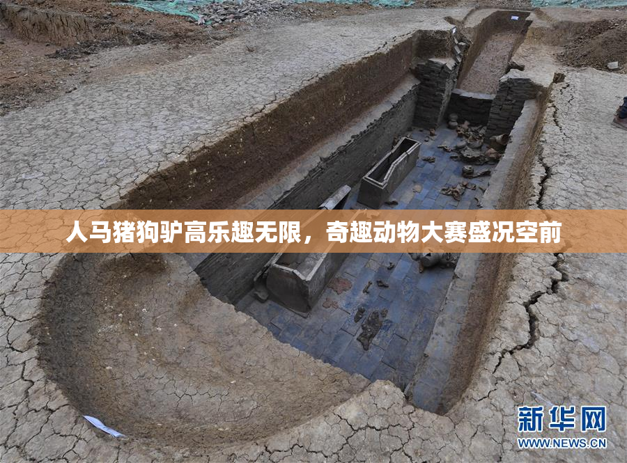 人马猪狗驴高乐趣无限，奇趣动物大赛盛况空前