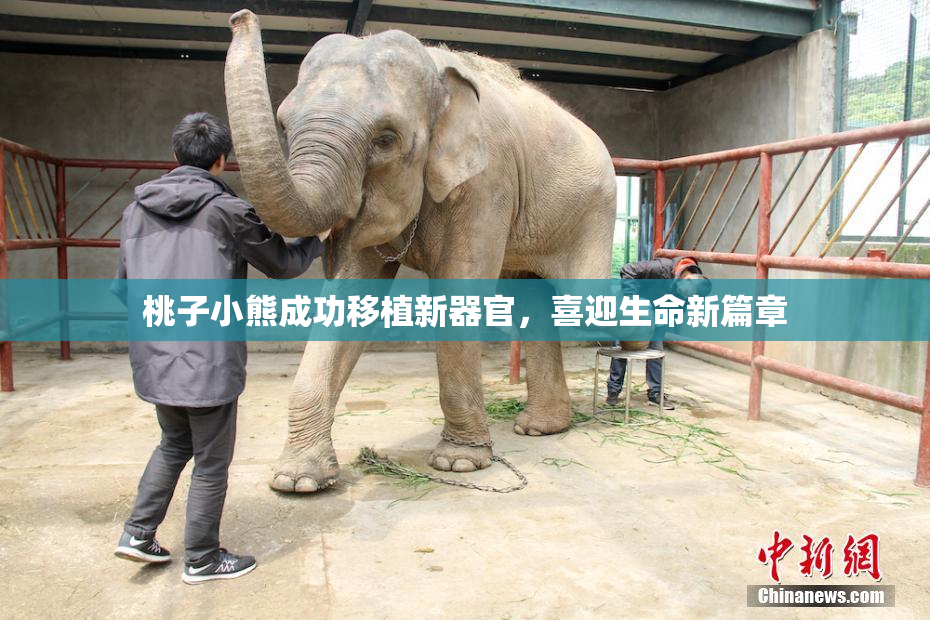 桃子小熊成功移植新器官，喜迎生命新篇章