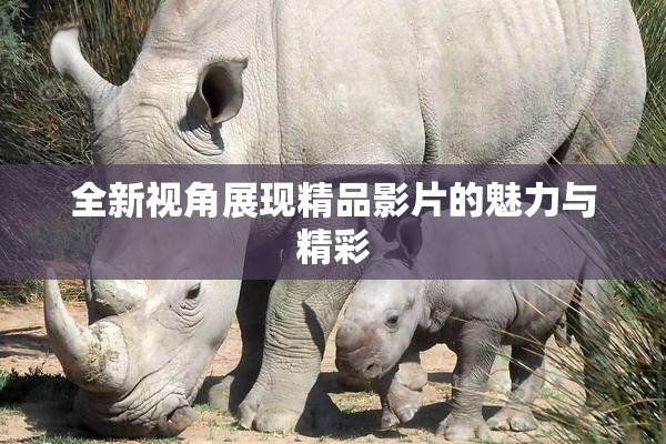 全新视角展现精品影片的魅力与精彩