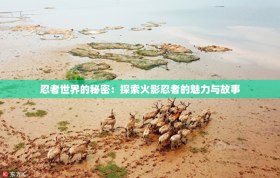忍者世界的秘密：探索火影忍者的魅力与故事