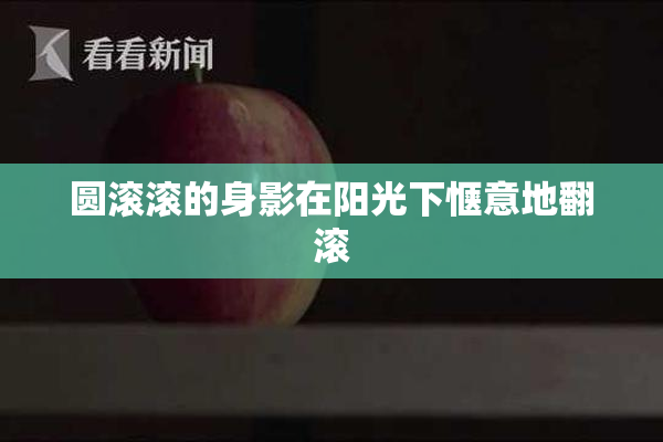 圆滚滚的身影在阳光下惬意地翻滚