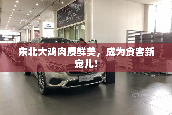 东北大鸡肉质鲜美，成为食客新宠儿！