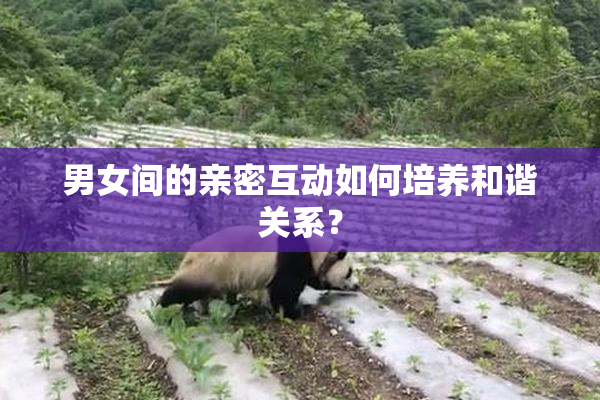 男女间的亲密互动如何培养和谐关系？
