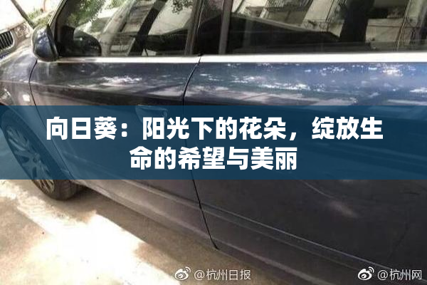 向日葵：阳光下的花朵，绽放生命的希望与美丽