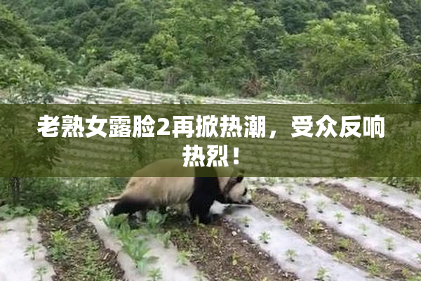 老熟女露脸2再掀热潮，受众反响热烈！