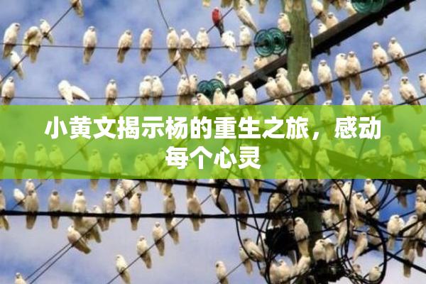 小黄文揭示杨的重生之旅，感动每个心灵