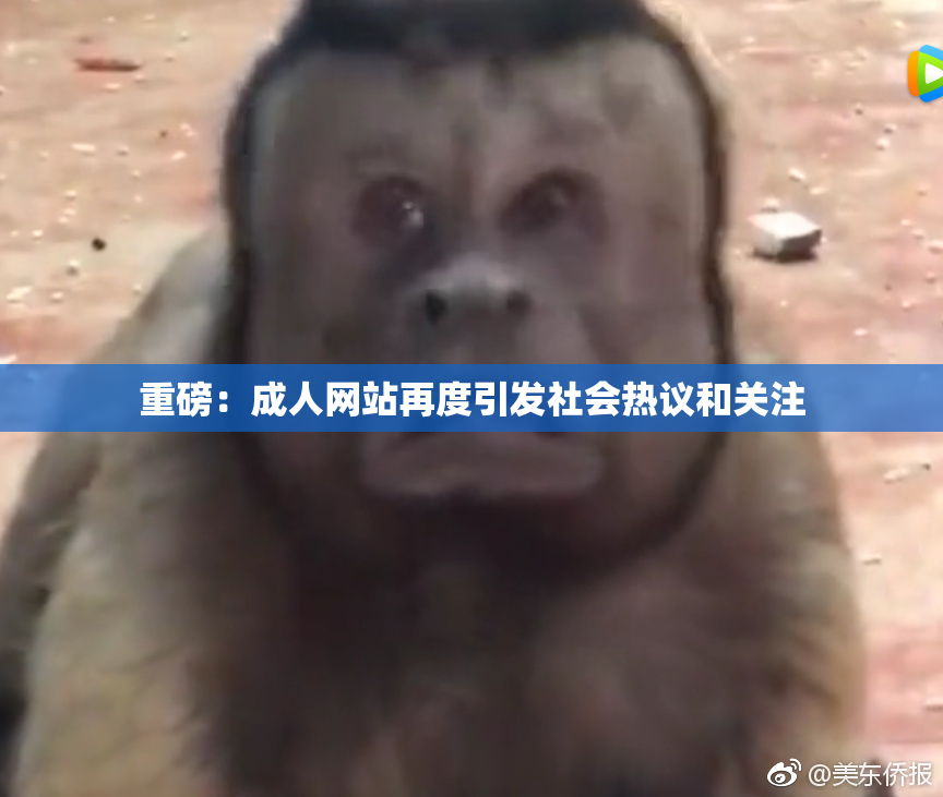 重磅：成人网站再度引发社会热议和关注