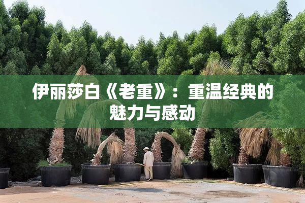 伊丽莎白《老重》：重温经典的魅力与感动