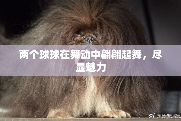 两个球球在舞动中翩翩起舞，尽显魅力