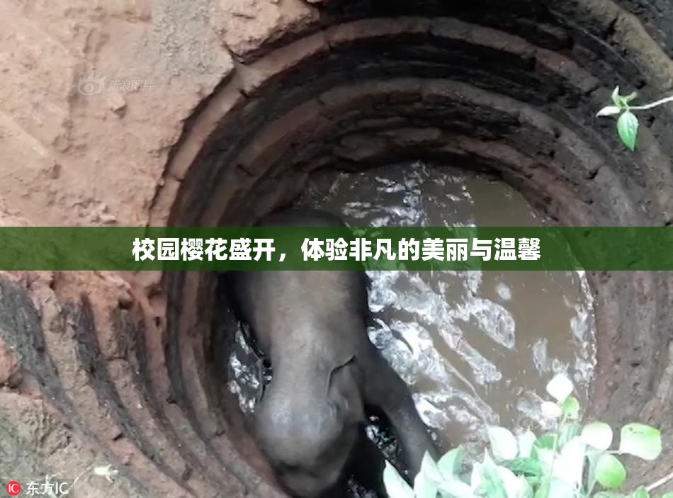 校园樱花盛开，体验非凡的美丽与温馨