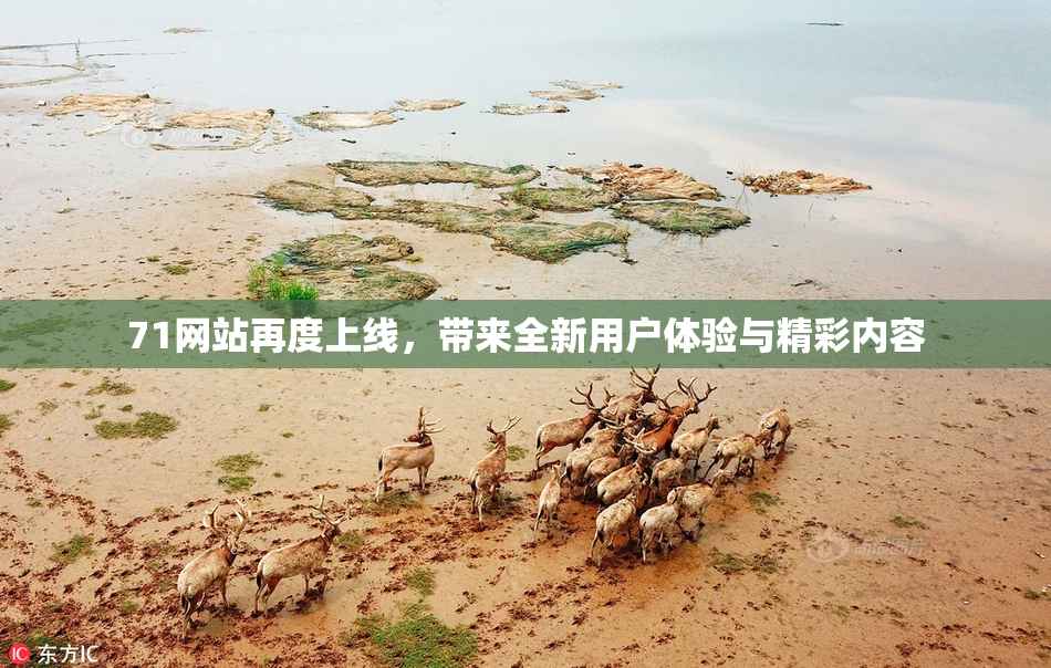 71网站再度上线，带来全新用户体验与精彩内容