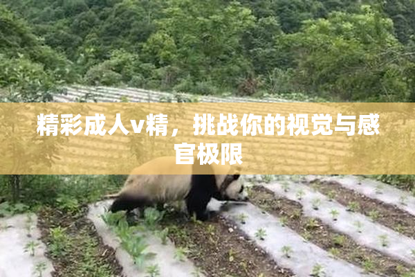 精彩成人v精，挑战你的视觉与感官极限